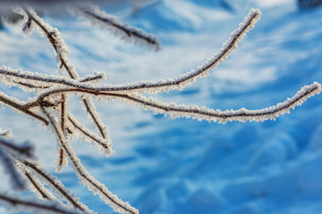The branches of a tree in hoarfrost on a background of blue snow. Winter background.