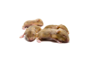 Baby hamsters on white