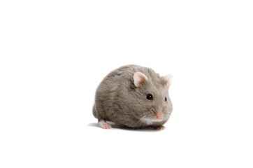 Dwarf hamster white background