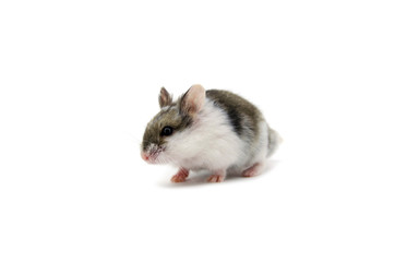 Campbell hamster white background