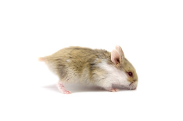 Campbell hamster white background