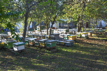 Bee hives in a country side garden, between trees and grass