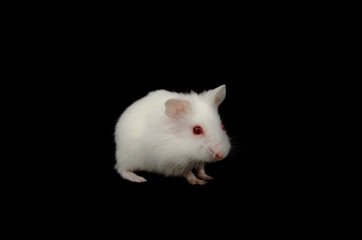 Albino hamster black back