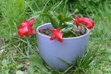 Schlumbergera truncata dans un pot de fleurs dans l'herbe