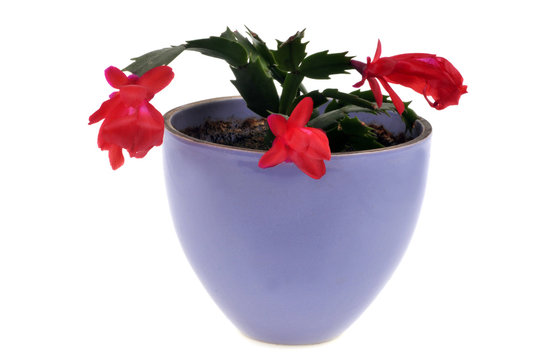 Schlumbergera truncata dans un pot de fleurs sur fond blanc