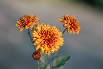 plants flowers landscape still life