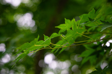 Obraz premium Young fresh maple leaves in home garden with blurred background