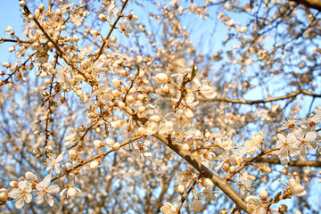Branches of plum blossoms, white flowers in spring, the plum tree in bloom