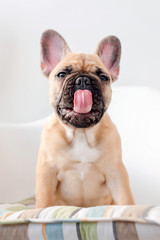 French bulldog sits on a chair yawns and licks looking at the camera. Dog waiting for food in the kitchen