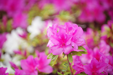 Fototapeta na wymiar The blooming Satsuki azalea flower 