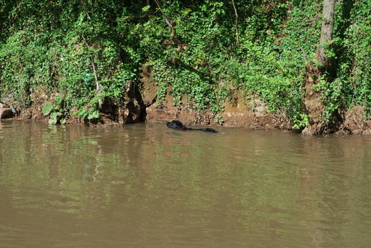 dog in the pond