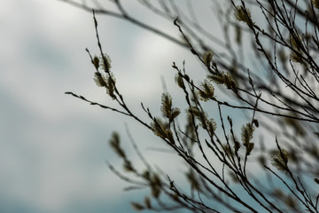 Willow branches with buds against the sky in April in Siberia. Postcard of spring arriving. Copy space. Natural pastel background.