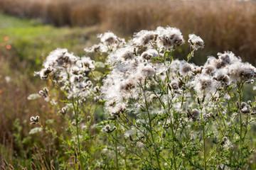 Blühende Distel-Samen am Wegesrand