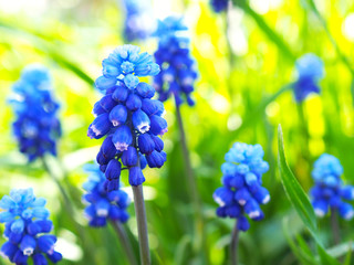 Blooming mouse hyacinth on the background of bright sunlit green grass close up. Juicy nice illustration about spring or summer. Muscari, bluebells, adder onion, grape hyacinth. Macro