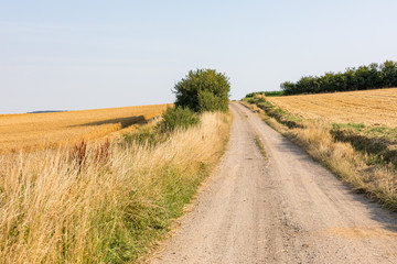 Feldweg zwischen zwei Getreidefeldern in Deutschland im Juli