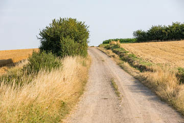 Feldweg zwischen zwei Getreidefeldern in Deutschland im Juli