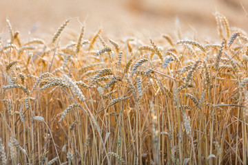 Weizenfeld in Deutschland Ende Juli