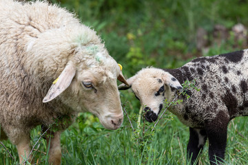 Mutterschaf mit Lamm auf Weide
