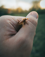 Bug on hand