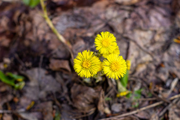 dandelion has grown through a crack in the pavement near the building wall