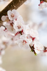Cherry flowers at branches  in spring