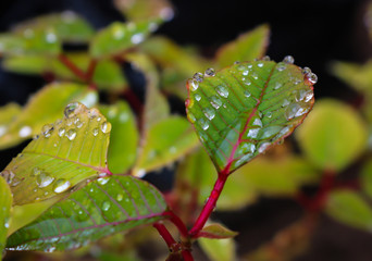 Raindrops on Poinsettia