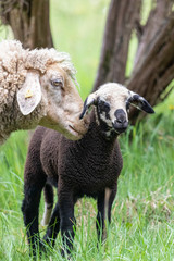 Mutterschaf mit Lamm auf Weide