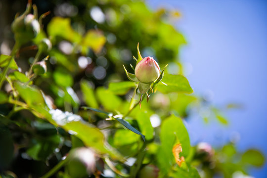 Rosier grimpant