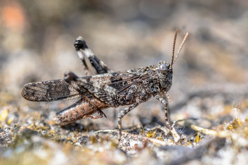 Blue-winged grasshopper