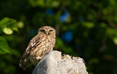 Little owl, Athene noctua. A bird sits on a concrete pillar
