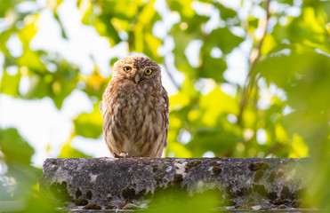 Little owl, Athene noctua. A bird sits on the roof of an old house