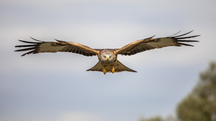 Flying red kite against blue sky