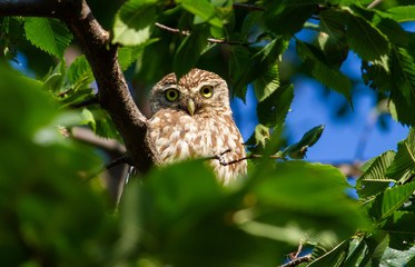 Little owl, Athene noctua. The bird hid in the branches of a tree