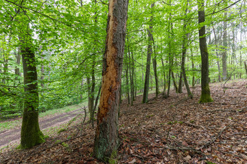 Obraz premium Buchenwald mit Borkenkäfer Schäden