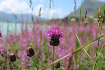 Mountain lake and flowers