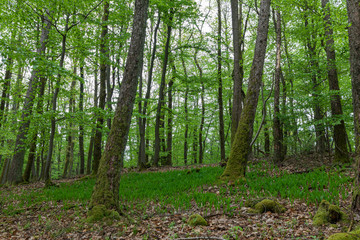 Obraz premium Buchenwald mit Maiglöckchen Feld