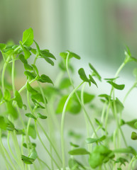 Green leaves on blurred background.  Isolation,home garden. Young basil.