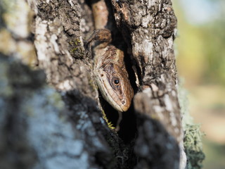 The most common lizard on a tree.  A small, thin lizard whose small scales vary greatly in color and pattern. Refuge Lacerta agilis. Macro