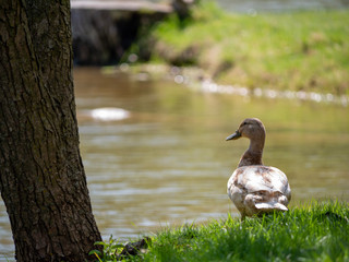 duck in the grass near lake