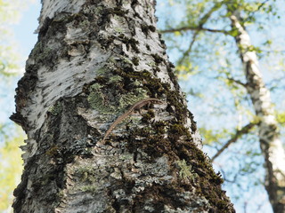 The most common lizard on a tree.  A small, thin lizard whose small scales vary greatly in color...
