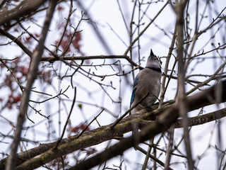 bluejay on the branch