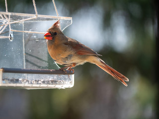 cardinal near bird feeder