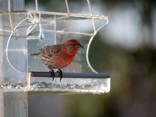 finch near bird feeder