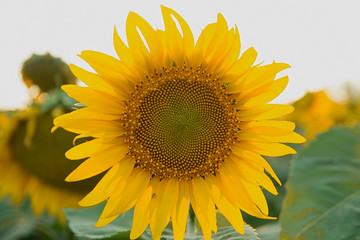 Obraz premium Sunflower in the field in early spring at sunset.