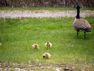 canada goose on the grass with "children"