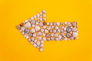 Seashells in shape of arrow. Summer concept.