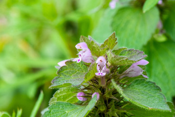 Obraz premium Purple Dead Nettle, Purple Spring Wildflower
