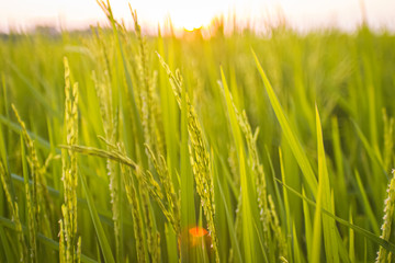 Close Up Of Fresh Green Rice Field Nature  .
