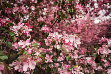Pink flowers of Apple trees in the spring in Kolomenskoye Park in Moscow