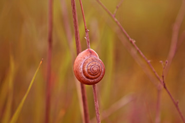 snail on a flower
